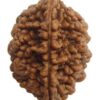 Natural 2 Mukhi Rudraksha Bead Nepali Spiritual Bead for Meditation Growth