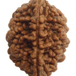 Natural 2 Mukhi Rudraksha Bead Nepali Spiritual Bead for Meditation Growth