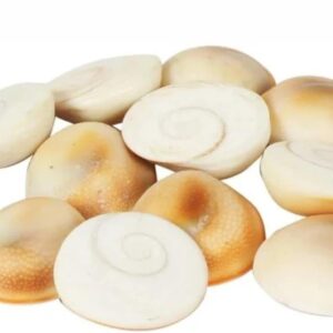 Gomati Chakra for Pooja, Natural Stoneware for Laxmi Pooja, Sacred Shells for Vastu, Wealth, Protection & Pooja Use, Energized Spiritual Stones
