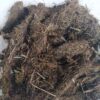 Jatamasi root, Balchad, Jatamasi jadd, Jatila, Spikenard, Nardostachys jatamansi Seed