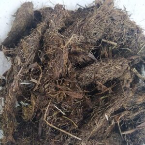 Jatamasi root, Balchad, Jatamasi jadd, Jatila, Spikenard, Nardostachys jatamansi Seed